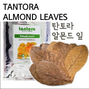 탄토라 알몬드 잎M (Tantora Catappa Leaves , Size 10-18 cm. 10 Leaves/Bag) - 자연수로 바꾸어주는 신비의 피트머스!!