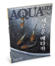 월간지책 아쿠아라이프 2017년 11월호