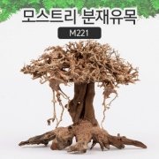 모스트리 분재유목(M) M221