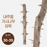 내추럴 가지나무 유목 (중) [30-40cm]
